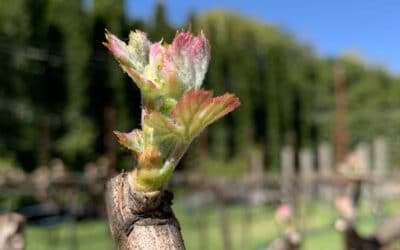 Seasons in the Vineyards: Budbreak