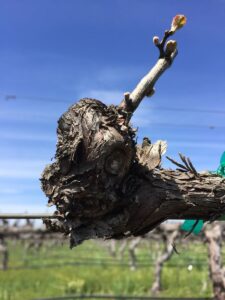 grapevine budbreak