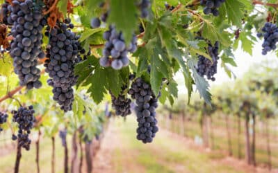 Exploring Yountville’s Terroir